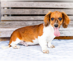 Small Photo #43 Dachshund Puppy For Sale in WAKARUSA, IN, USA
