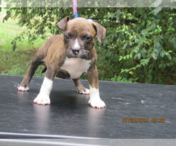 Medium Photo #4 American Pit Bull Terrier Puppy For Sale in NEWNAN, GA, USA