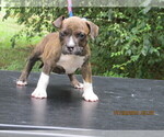 Small Photo #4 American Pit Bull Terrier Puppy For Sale in NEWNAN, GA, USA