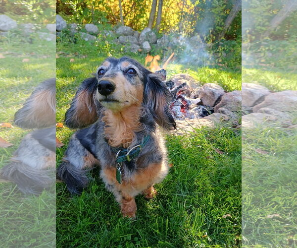 Medium Photo #2 Dachshund Puppy For Sale in Taunton, MA, USA