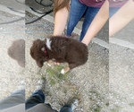 Small Photo #2 Australian Shepherd Puppy For Sale in SIGEL, IL, USA