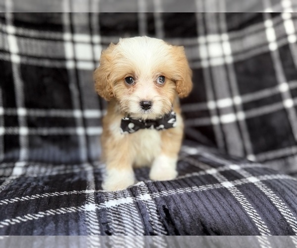 Medium Photo #9 Cavapoo Puppy For Sale in LAKELAND, FL, USA