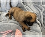 Small Photo #205 Belgian Malinois Puppy For Sale in REESEVILLE, WI, USA