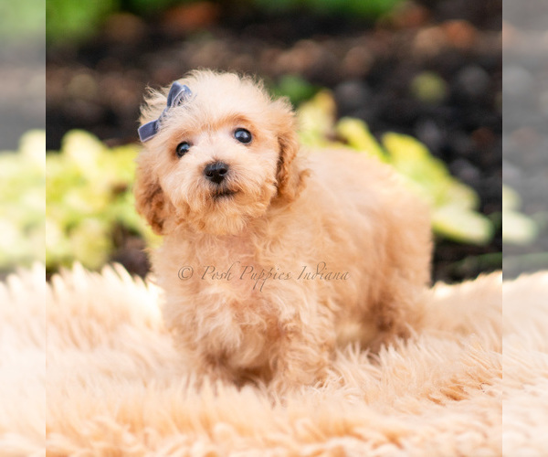 Medium Photo #18 Maltipoo (Miniature) Puppy For Sale in WARSAW, IN, USA