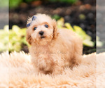 Small Photo #18 Maltipoo (Miniature) Puppy For Sale in WARSAW, IN, USA
