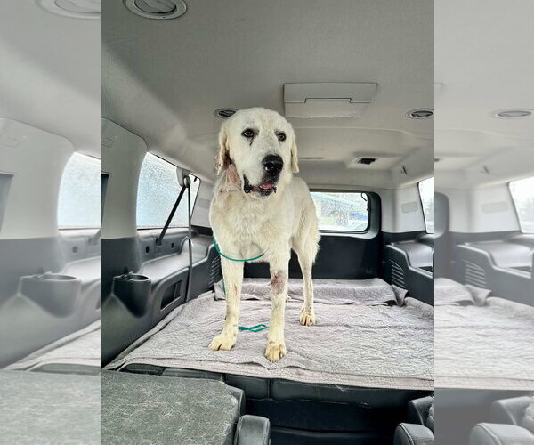 Medium Photo #1 Great Pyrenees Puppy For Sale in Bend, OR, USA