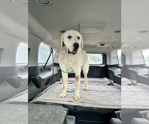 Great Pyrenees Dogs for adoption in Bend, OR, USA