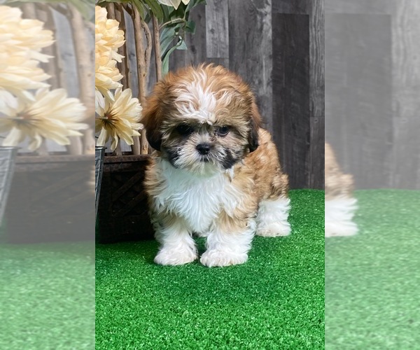 Medium Photo #6 Shih Tzu Puppy For Sale in CANOGA, NY, USA