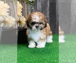 Small #5 Shih Tzu