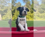Puppy Puppy 7 RUBY Boston Terrier