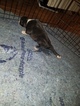 Small Photo #16 American Pit Bull Terrier Puppy For Sale in GRIFFIN, GA, USA