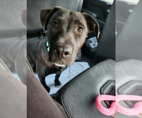Medium Photo #2 Labrador Retriever-Unknown Mix Puppy For Sale in Rowlett, TX, USA