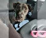 Small #1 Labrador Retriever Mix