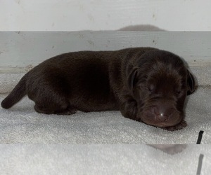 Labrador Retriever Puppy for sale in OSYKA, MS, USA