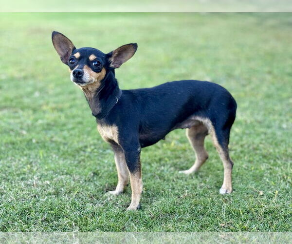 Medium Photo #4 Chihuahua-Unknown Mix Puppy For Sale in PIPE CREEK, TX, USA