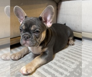 Medium French Bulldog