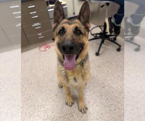 German Shepherd Dog Dog for Adoption in Brighton, Colorado USA