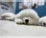 Small Photo #9 Samoyed Puppy For Sale in DALY CITY, CA, USA