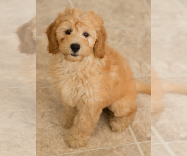 Medium Photo #3 Goldendoodle Puppy For Sale in BAY VIEW, WI, USA