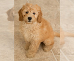 Small Photo #3 Goldendoodle Puppy For Sale in BAY VIEW, WI, USA