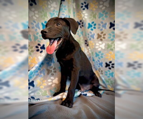 Medium Photo #4 Labrador Retriever-Unknown Mix Puppy For Sale in Pleasanton, TX, USA