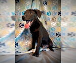 Small #3 Labrador Retriever Mix
