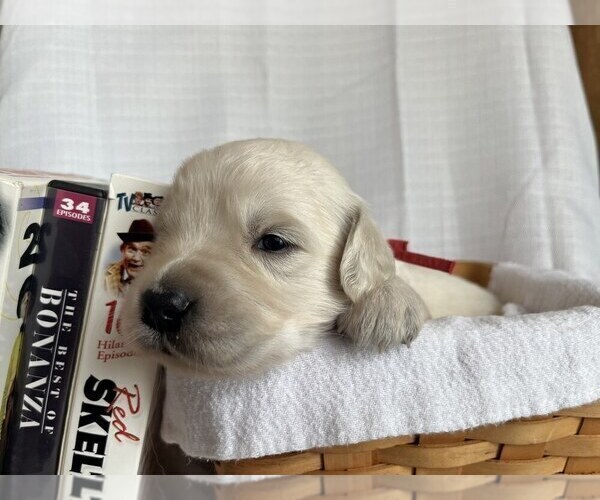 Medium Photo #2 Golden Retriever Puppy For Sale in DE BEQUE, CO, USA