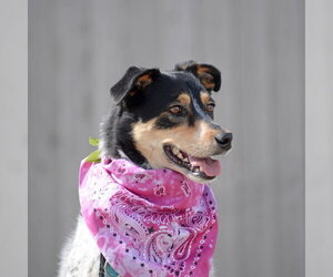 Squirrel - Female Mutt Dog for Adoption - Photo #7