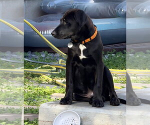 Cody - Male Labrador Retriever-Unknown Mix Dog for Adoption - Photo #3