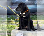 Small Photo #3 Labrador Retriever-Unknown Mix Puppy For Sale in Salt Lake City, UT, USA