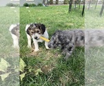 Small #2 Goldendoodle