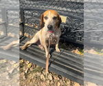 Small #3 Mutt
