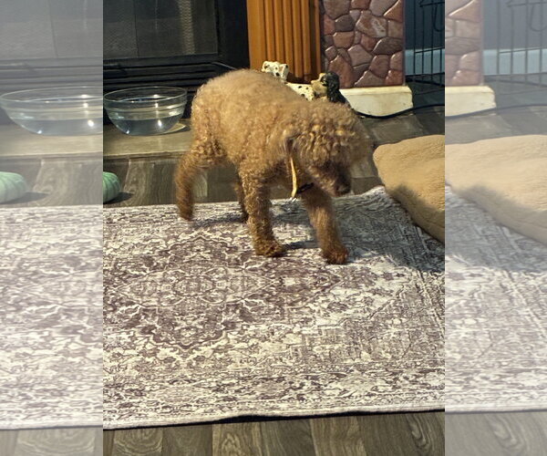 Medium Photo #1 Poodle (Miniature)-Unknown Mix Puppy For Sale in Middlesex, NC, USA