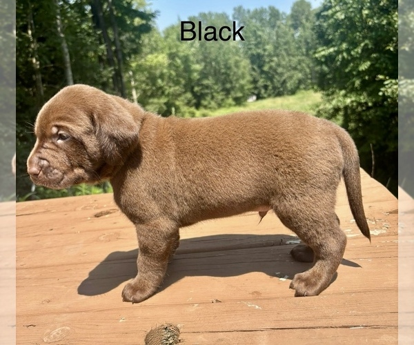 Medium Photo #19 Labrador Retriever Puppy For Sale in STANLEY, WI, USA