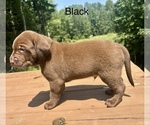Small #1 Labrador Retriever