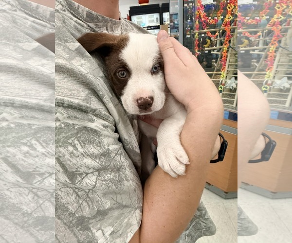 Medium Photo #1 Aussiedor Puppy For Sale in Columbus, IN, USA
