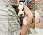 Small Aussiedor