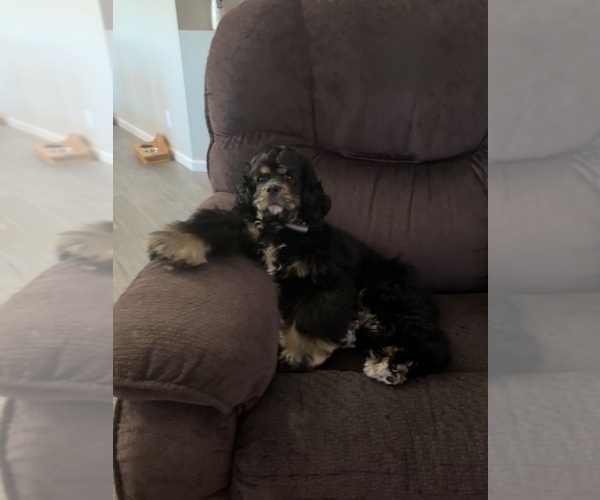 Medium Photo #1 Cockapoo (Miniature) Puppy For Sale in GREENTOWN, IN, USA