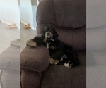 Small Photo #1 Cockapoo (Miniature) Puppy For Sale in GREENTOWN, IN, USA