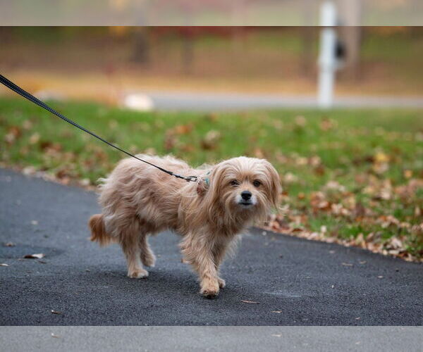 Medium Photo #13 Mutt Puppy For Sale in Arlington, VA, USA