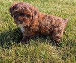 Small Photo #8 ShihPoo Puppy For Sale in GOSHEN, IN, USA