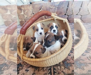 Jack Russell Terrier Puppy for sale in BRIDGEWATER, VA, USA