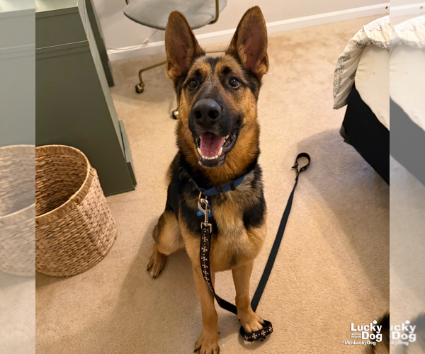Medium Photo #5 German Shepherd Dog-Unknown Mix Puppy For Sale in Washington, DC, USA