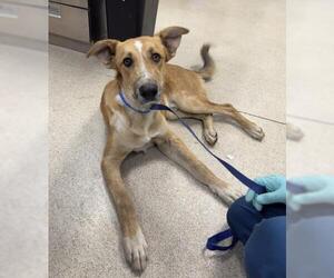 German Shepherd Dog-Unknown Mix Dogs for adoption in Riverside, CA, USA