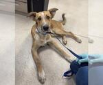 MARCUS - Male German Shepherd Dog-Unknown Mix Dog for Adoption - Small photo