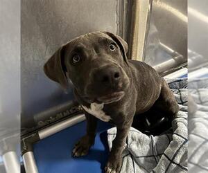 Mutt Dogs for adoption in Camarillo, CA, USA