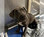 Small Mutt