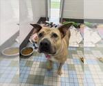 Small #1 American Staffordshire Terrier Mix