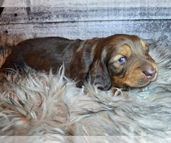 Medium Photo #1 Dachshund Puppy For Sale in NEOSHO, MO, USA