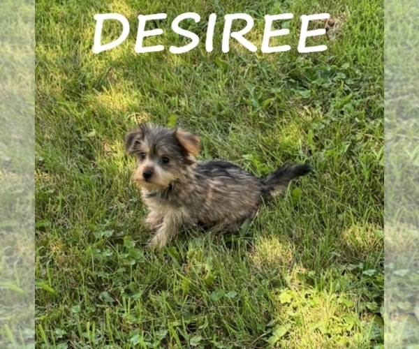Medium Photo #2 Snorkie Puppy For Sale in HARTLAND, MN, USA